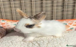 Mixed Breed rabbits for sale: Baby Bunnies - Image 4