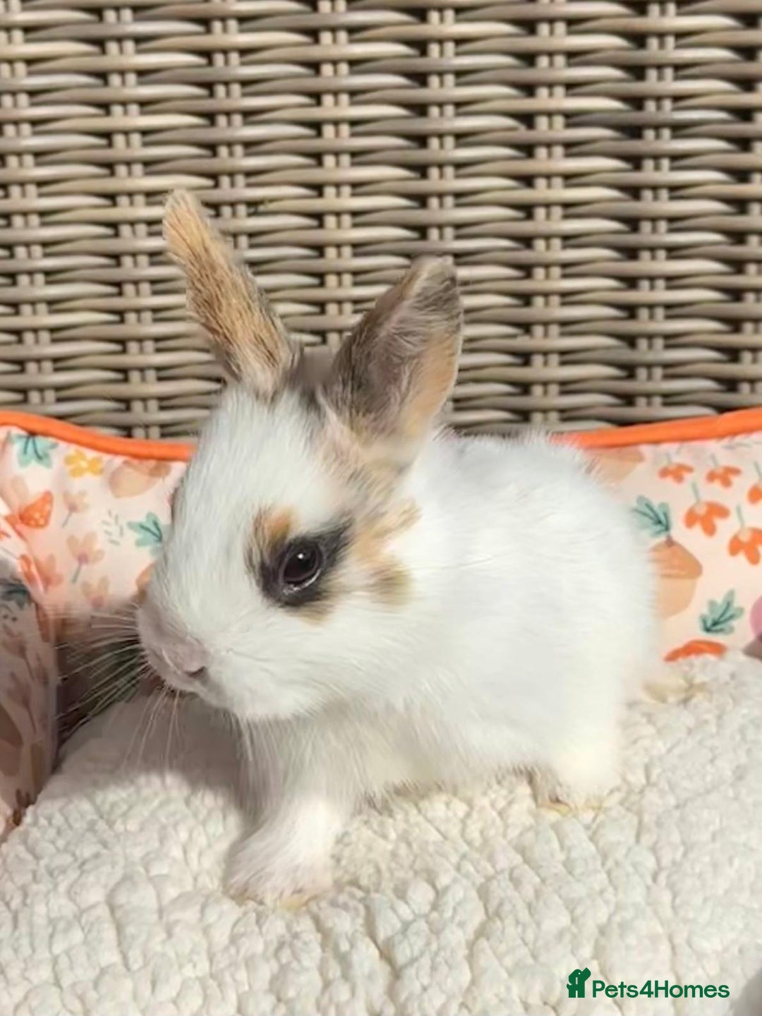 Mixed Breed rabbits for sale: Baby Bunnies - Image 4