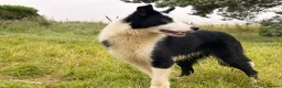 Border Collie dogs for sale: Thistledo Tam in Banff - Advert 9