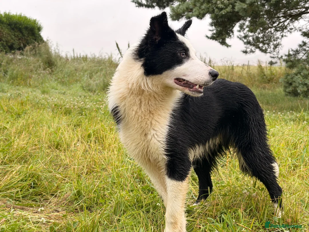 Border Collie dogs for sale: Thistledo Tam in Banff - Advert 9