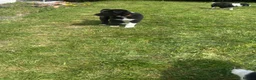 Mixed Breed dogs for sale: Beautiful Huntaway X Collie Pups - Advert 7