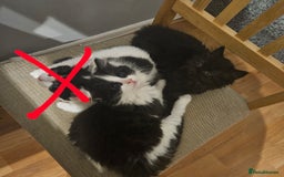 Mixed Breed cats for sale: Sweet cats looking for a good house - Image 4