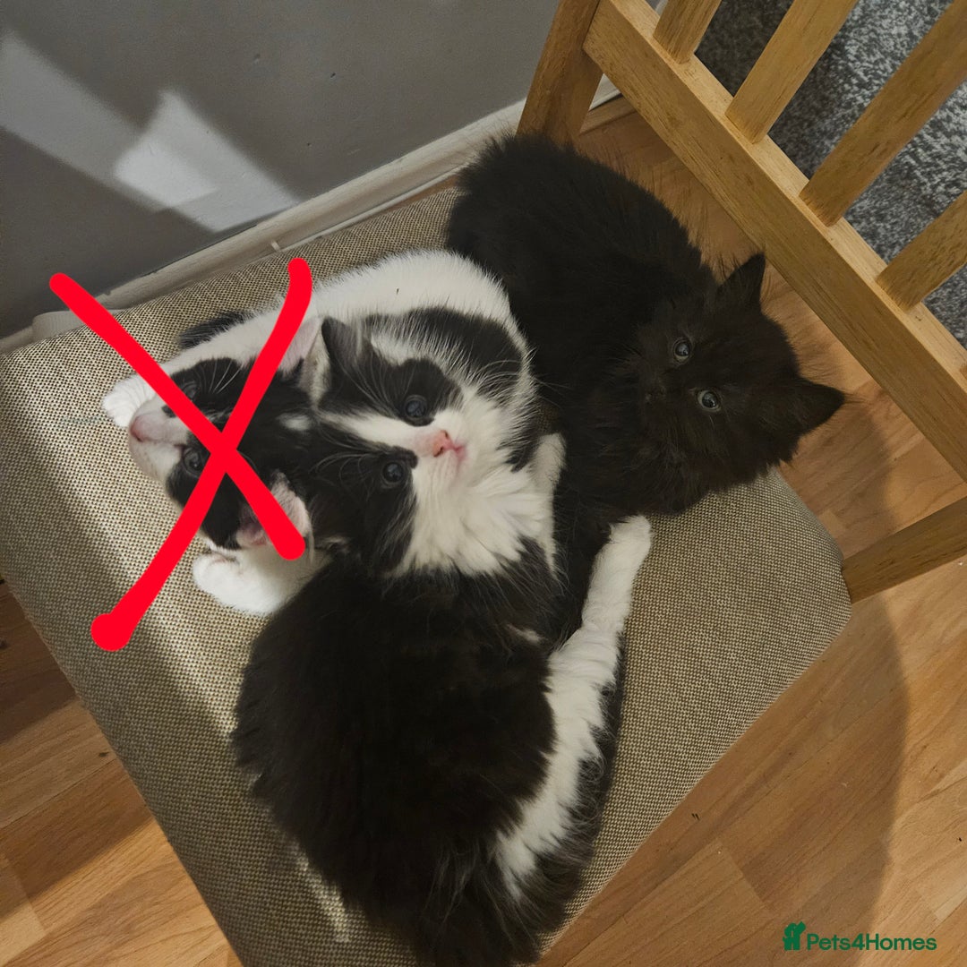 Mixed Breed cats for sale: Sweet cats looking for a good house - Image 4