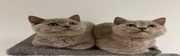 British Shorthair cats for sale: Pedigree British Shorthair Kittens Golden & Lilac - Advert 3