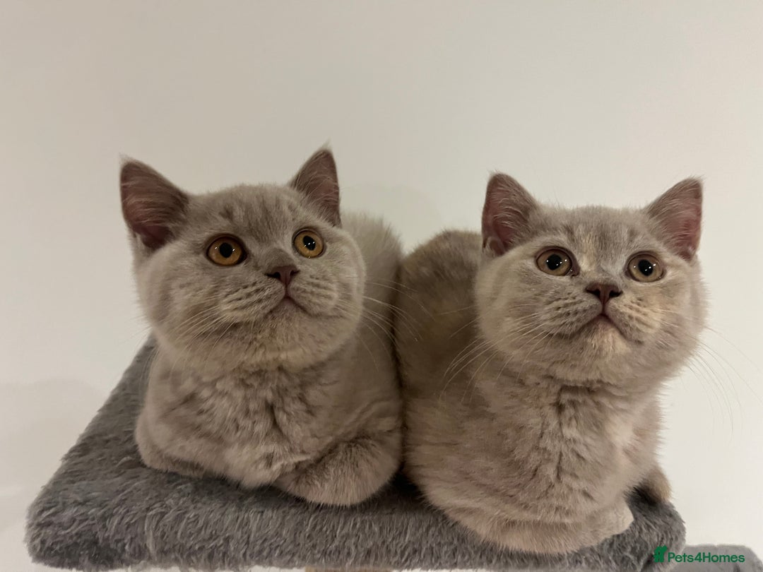 British Shorthair cats for sale: Pedigree British Shorthair Kittens Golden & Lilac - Advert 3