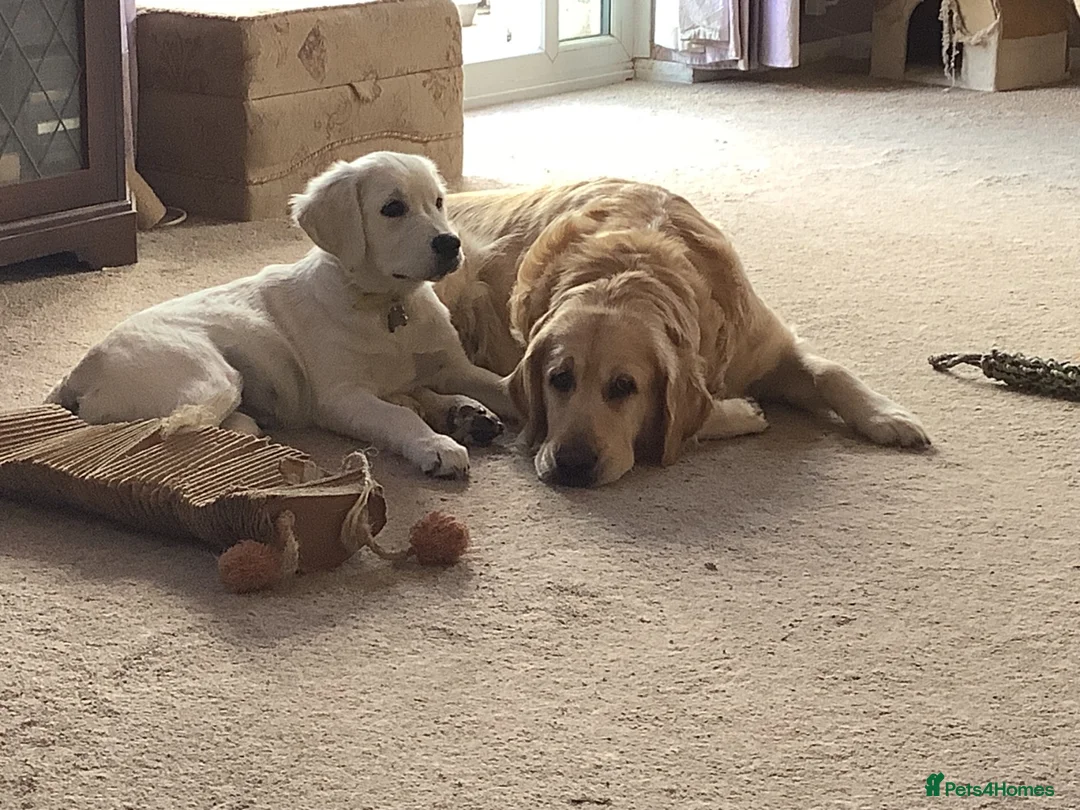 Golden Retriever dogs for sale: Golden Retriever puppies - Advert 3