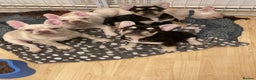 French Bulldog dogs for sale: 5 beautiful French bulldog puppies  - Advert 16