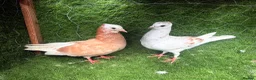 Pigeons birds for sale: 4 Pairs of Iranian Pigeons - Advert 2