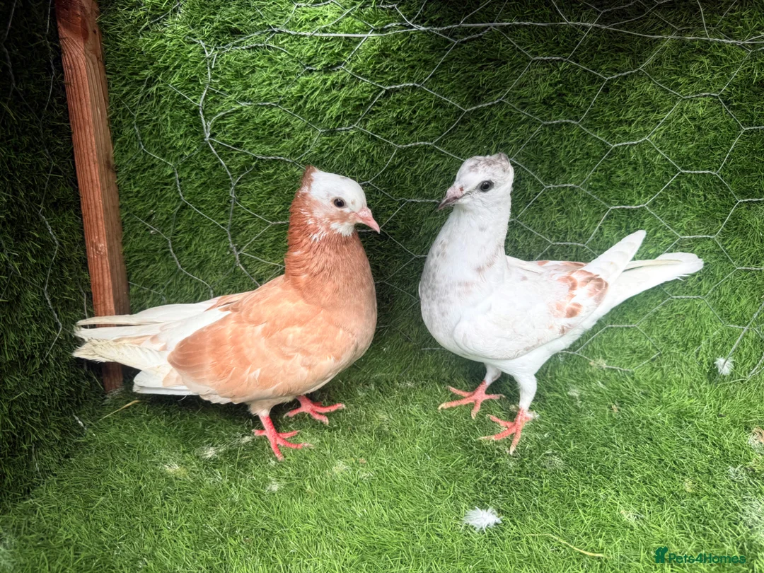 Pigeons birds for sale: 4 Pairs of Iranian Pigeons - Advert 2