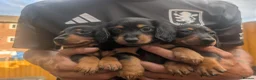 Miniature Dachshund dogs for sale: 3 beautiful black and tan miniature daschund  - Advert 5