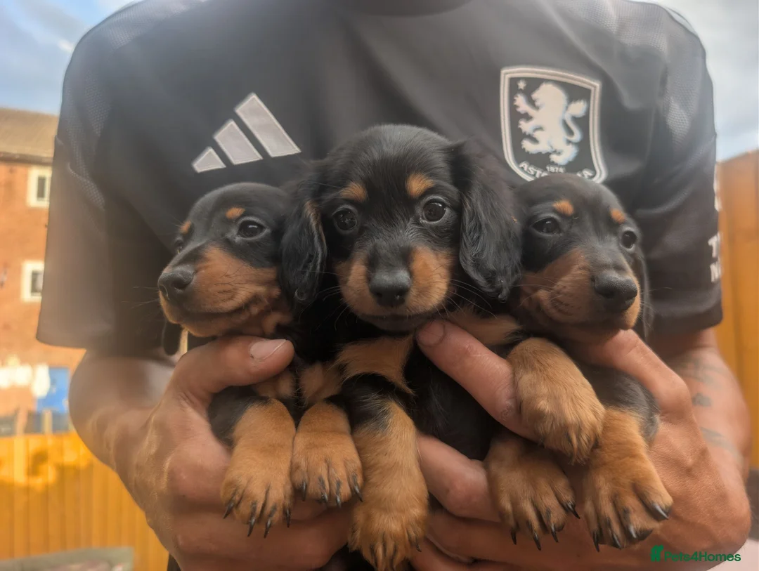 Miniature Dachshund dogs for sale: 3 beautiful black and tan miniature daschund  - Advert 5