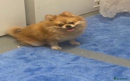 Pomeranian dogs for stud: Reggie the pom - Image 7