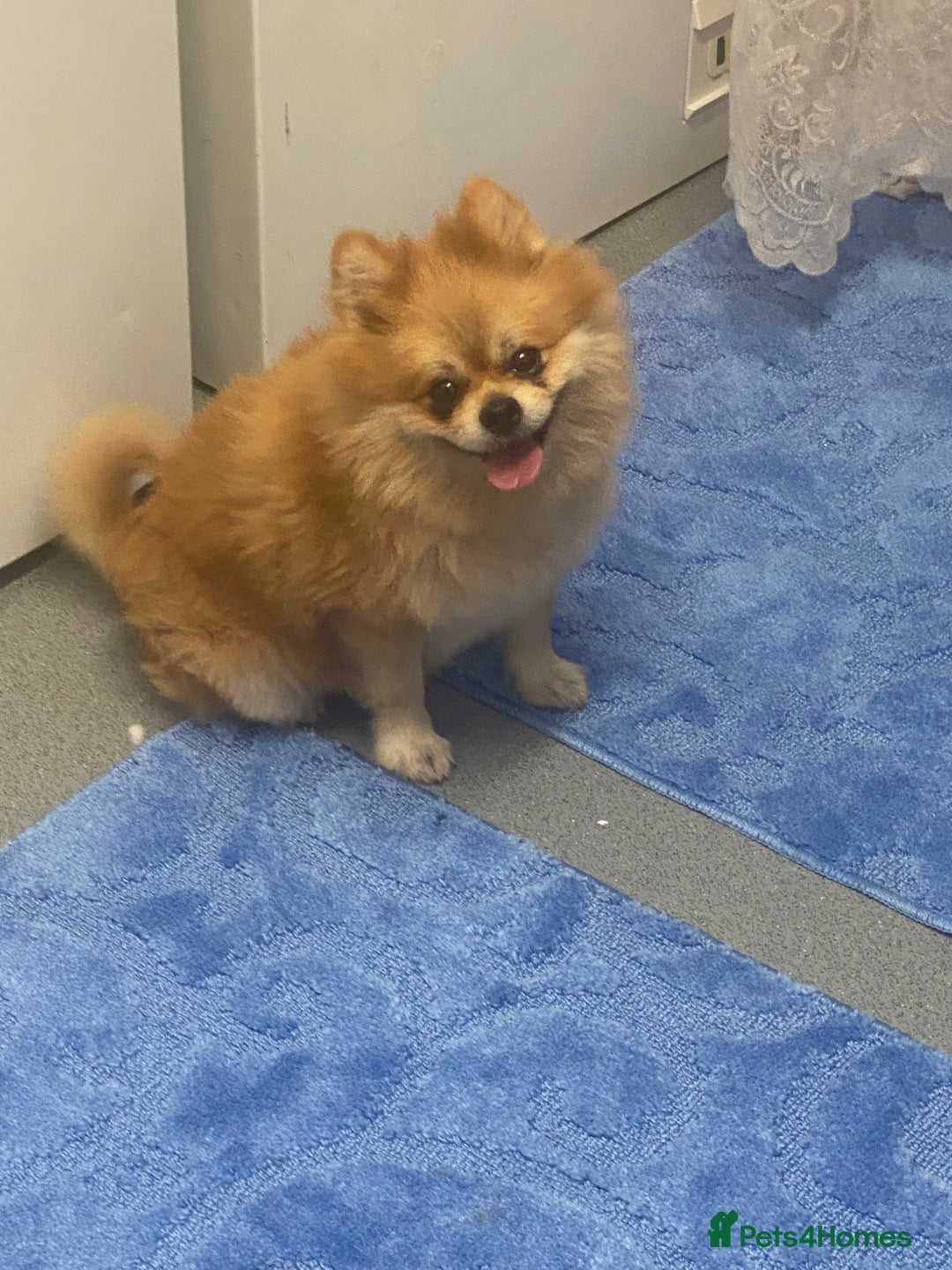 Pomeranian dogs for stud: Reggie the pom - Image 7