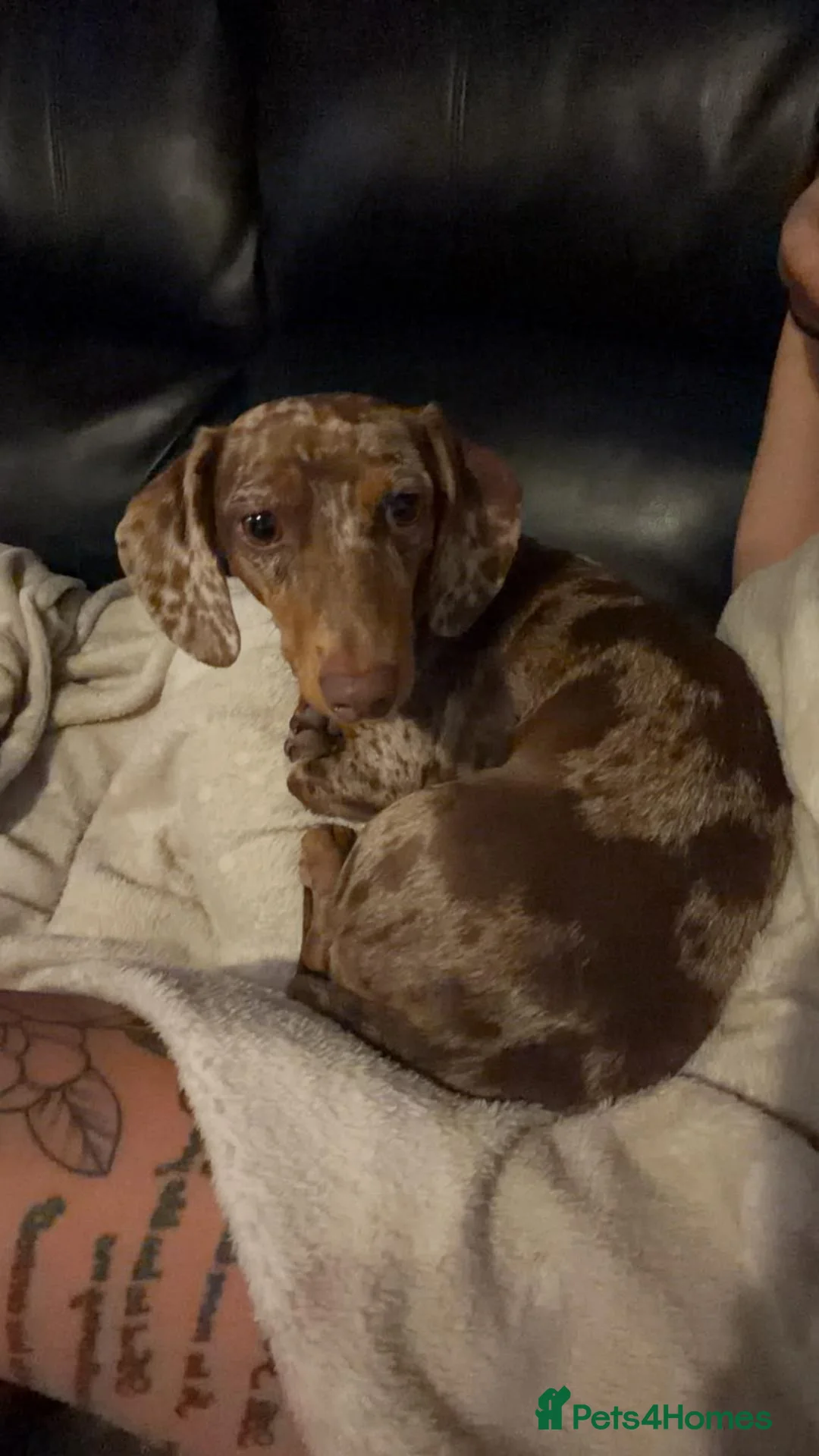 Dachshund dogs for sale: Beautiful cookie please read description - Advert 4
