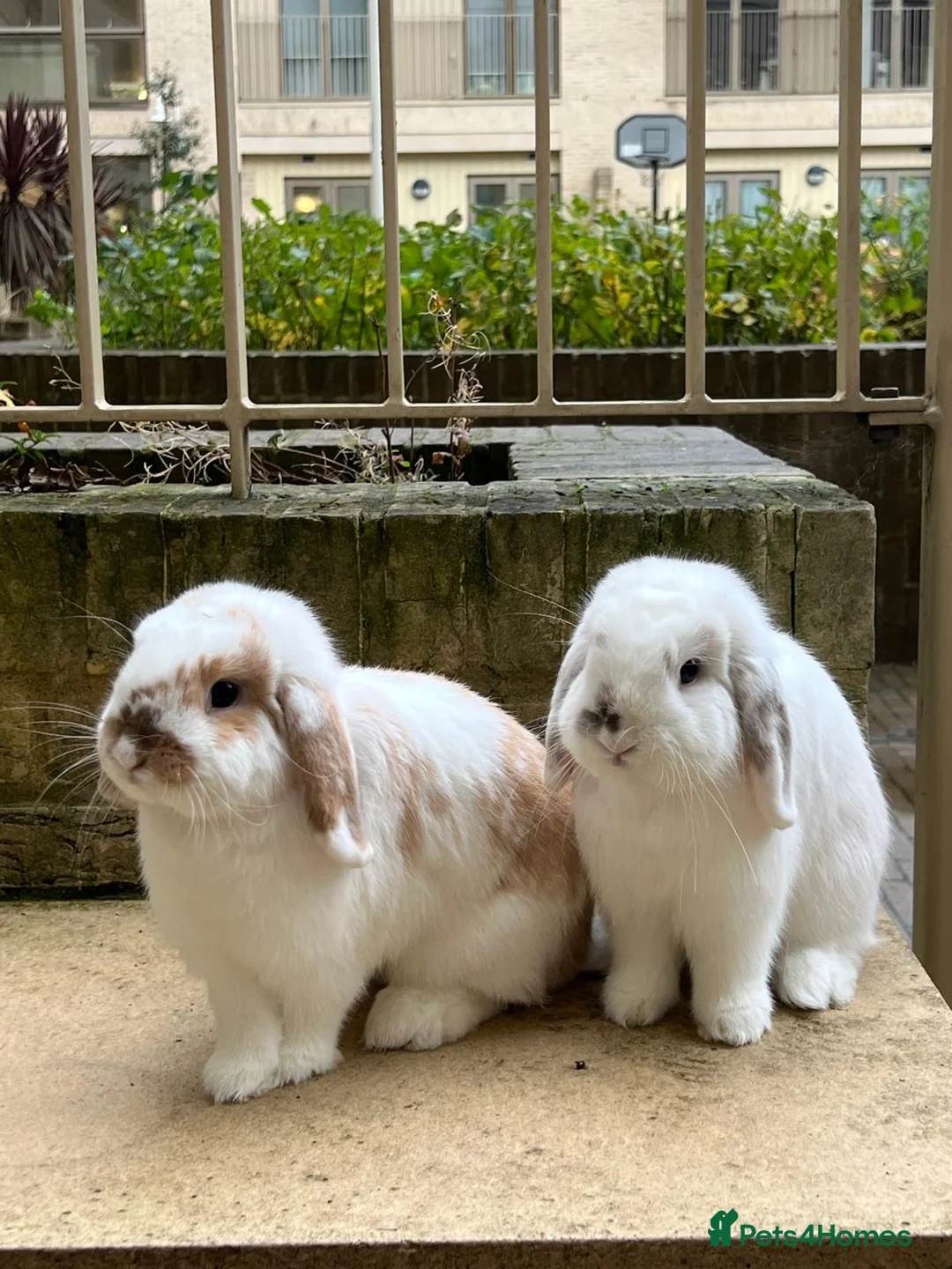 Mini Lop rabbits for sale: Adorable Bonded Holland Lop Bunnies cage included - Advert 1