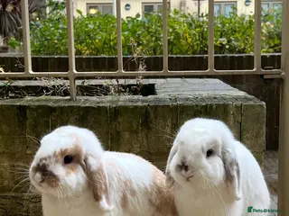 Mini Lop rabbits Adorable Bonded Holland Lop Bunnies cage included - Advert 3