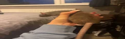 Rat rodents for sale: 3 female Rats - Advert 6
