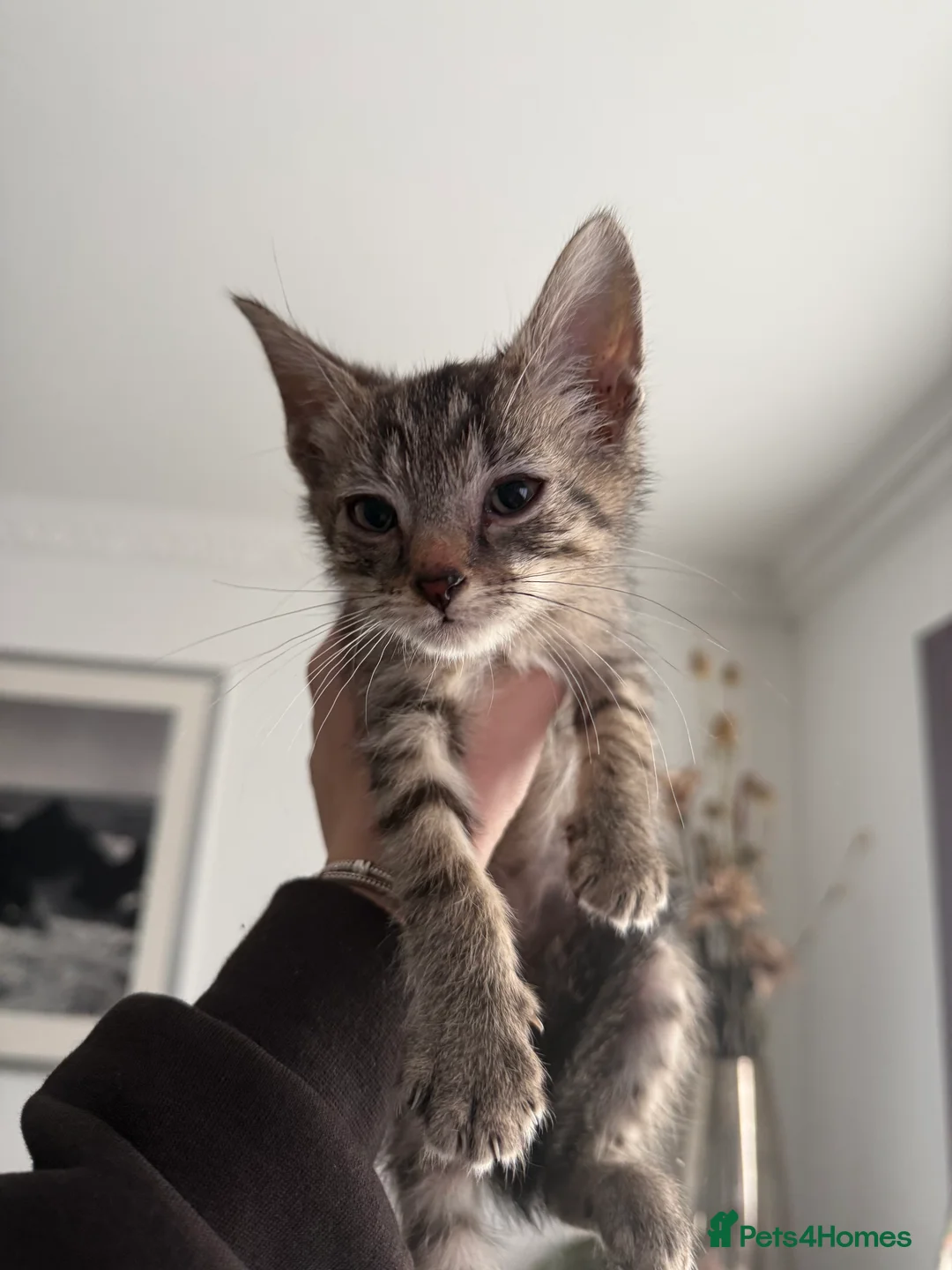 Mixed Breed cats for sale: Kittens are ready to go to new homes  - Advert 3