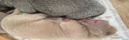 Shar Pei dogs for sale: Stunning shar pei puppies - Advert 5