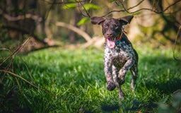 German Shorthaired Pointer dogs for stud: KC Registered German Shorthaired Pointer at Stud in Liverpool - Image 16