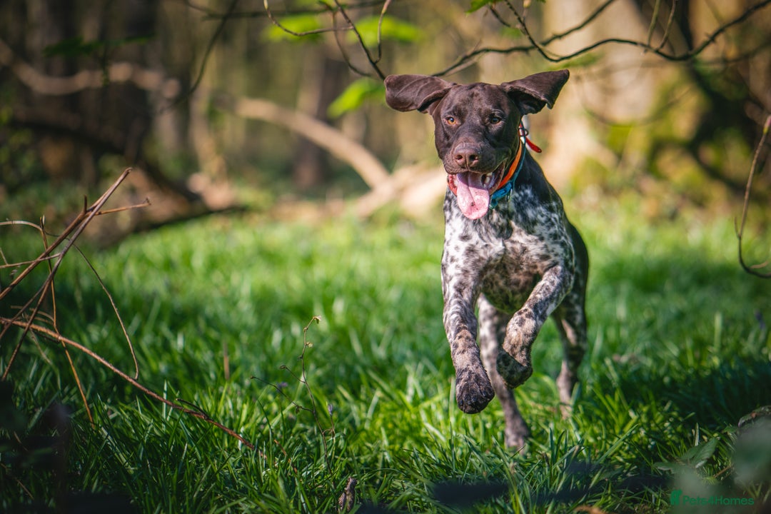 German Shorthaired Pointer dogs for stud: KC Registered German Shorthaired Pointer at Stud in Liverpool - Image 16
