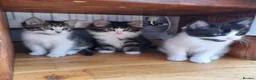 Mixed Breed cats for sale: 5 Beautiful Kittens For Sale!!!!! - Advert 13
