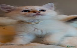 Siberian cats for sale: Hypoallergenic Siberian Neva Kittens Blue eyes - Image 3
