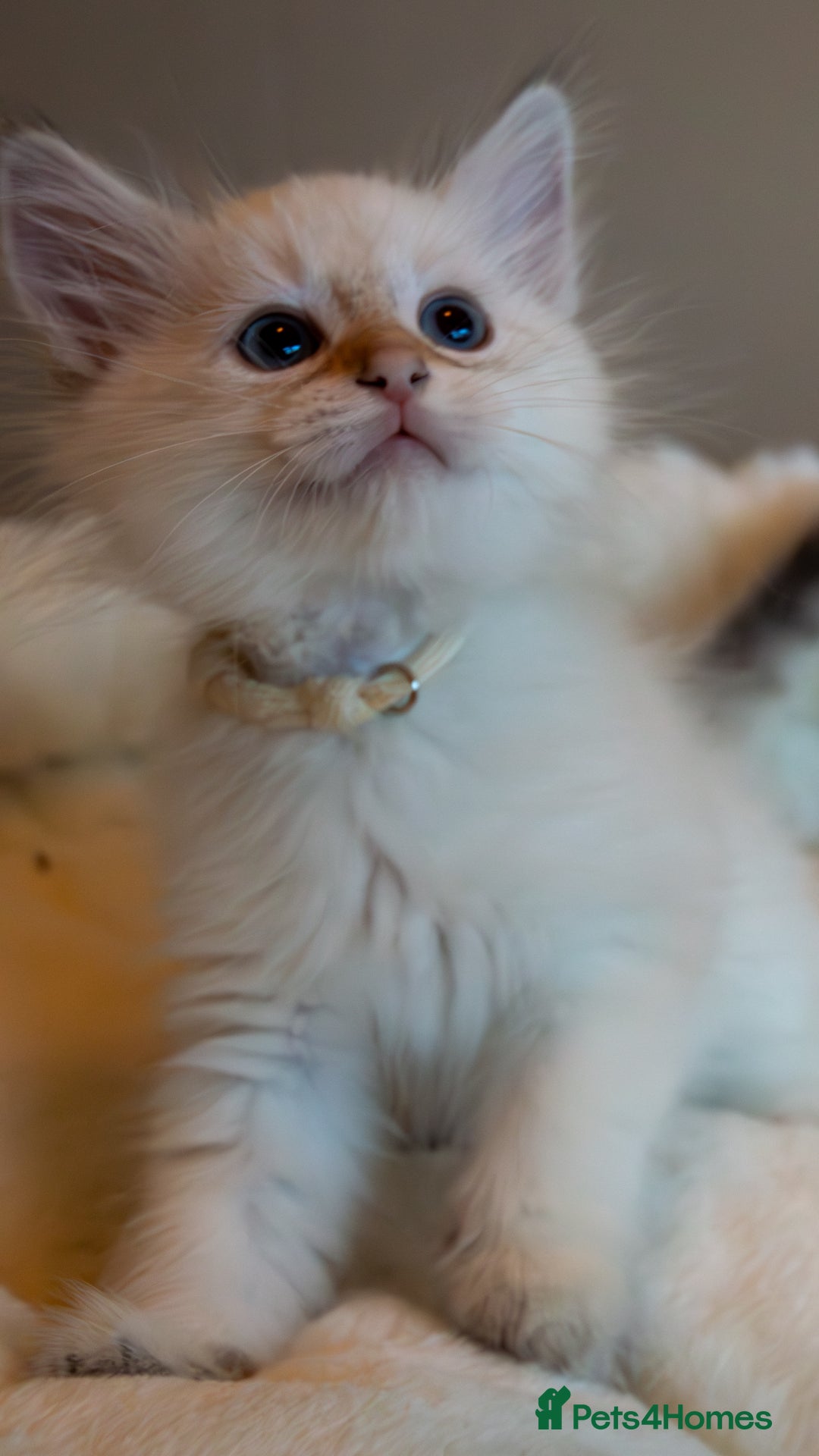 Siberian cats for sale: Hypoallergenic Siberian Neva Kittens Blue eyes - Image 3