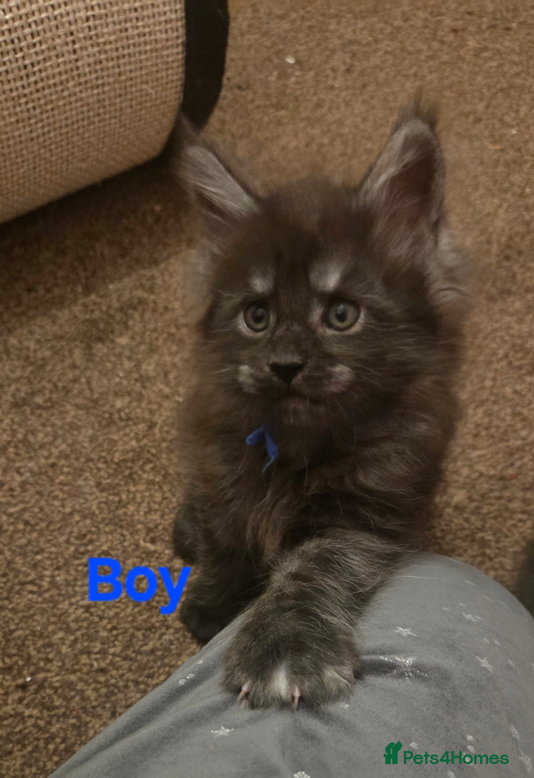 Maine Coon cats for sale: Tica reg Mainecoon kittens - Advert 6