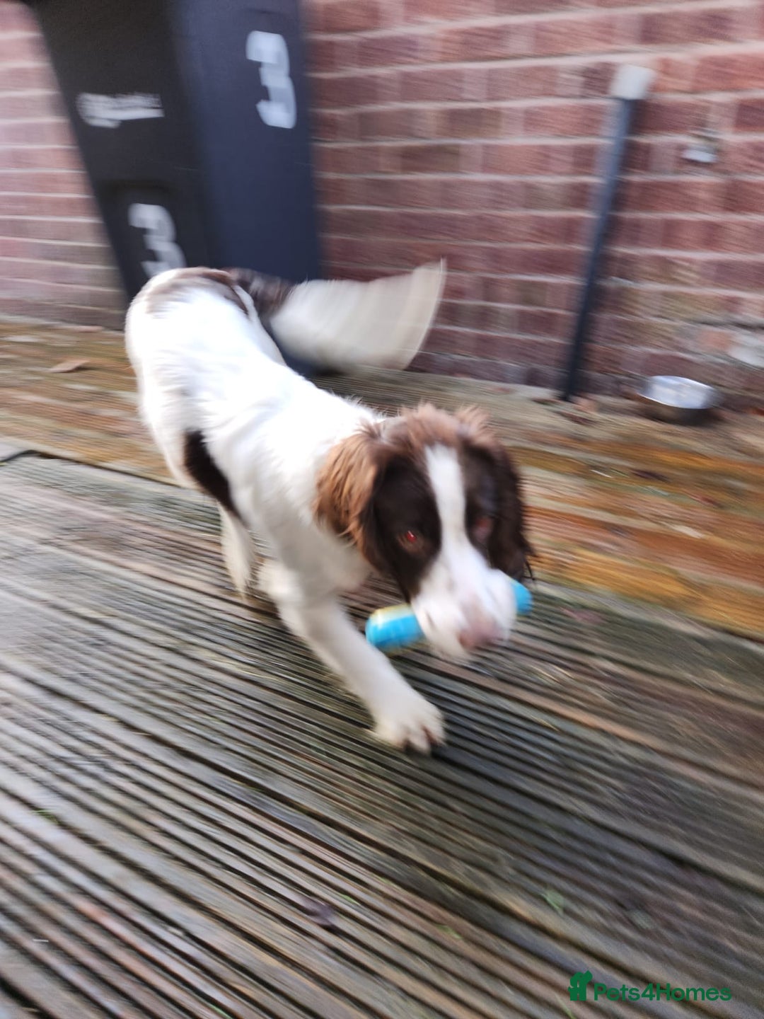 English Springer Spaniel dogs for sale: English springer spaniel  - Advert 4