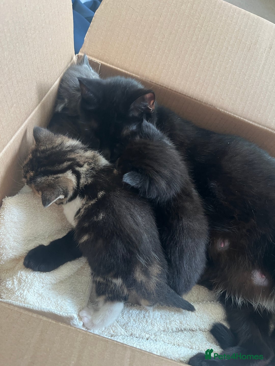 British Shorthair cats for sale: British shorthair x kittens for sale - Advert 12