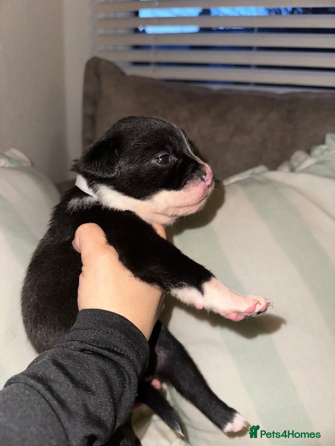 Mixed Breed dogs for sale: Olde English Bulldogge/Staffy bull Collie mix - Image 31