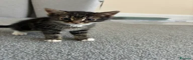 Mixed Breed Kitten 2