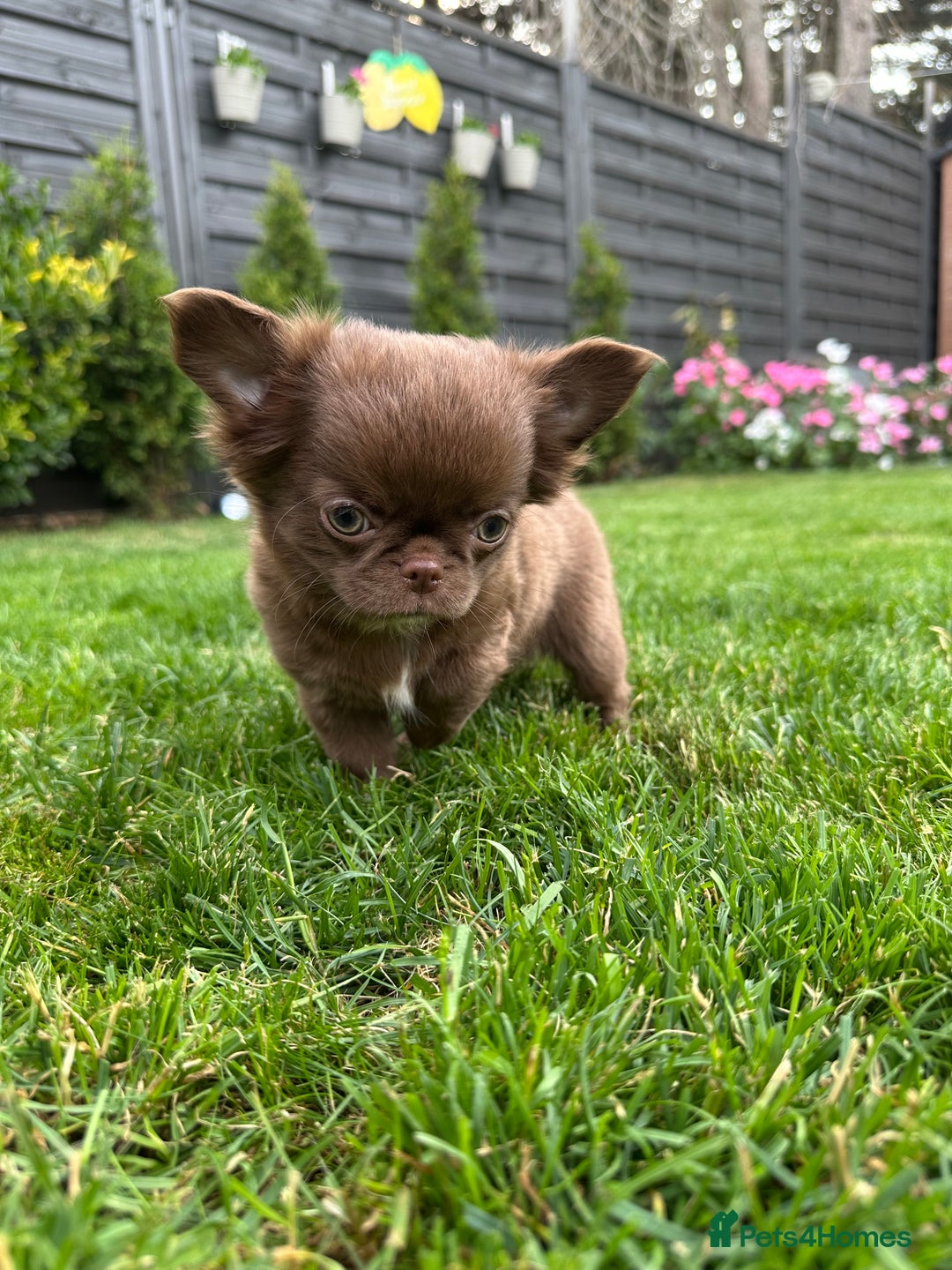 Chihuahua dogs for stud: KC registered/health tested  in London - Advert 7