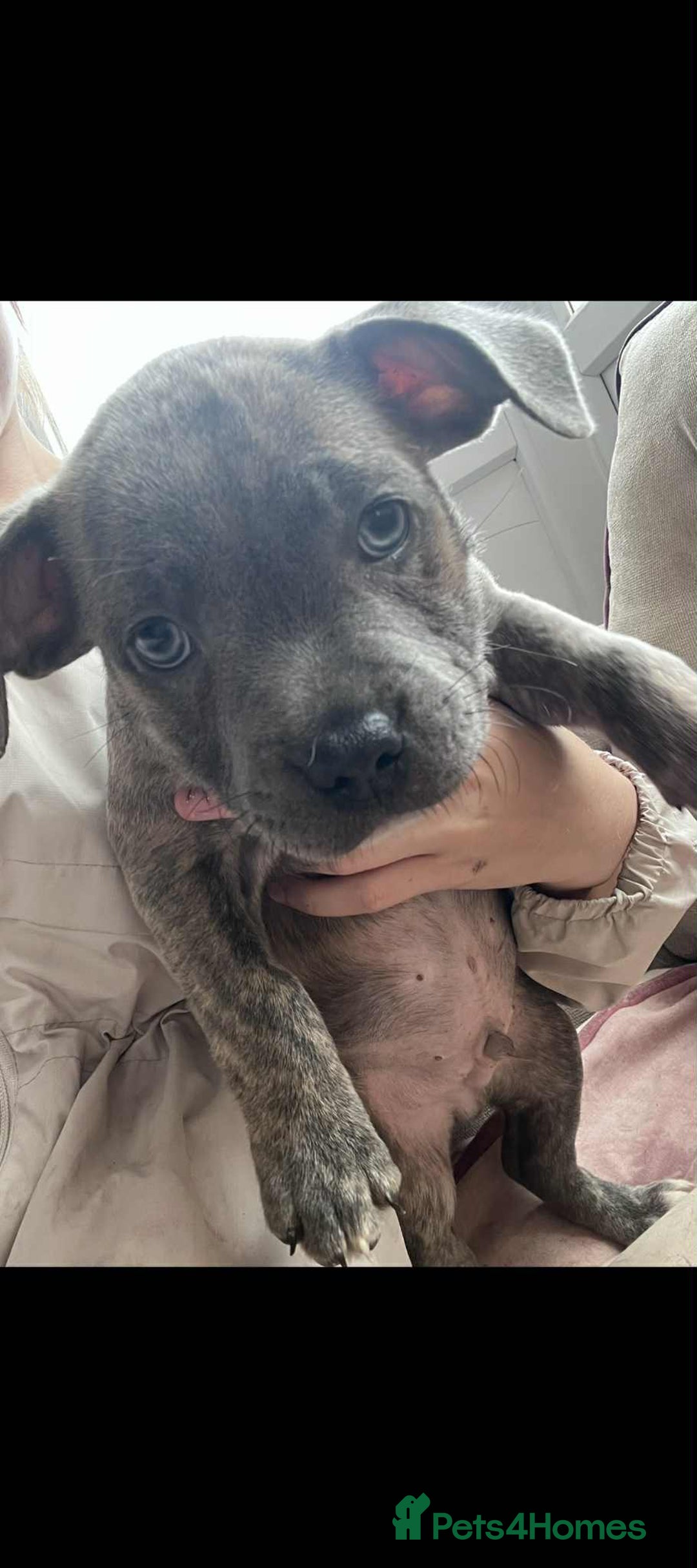 Staffordshire Bull Terrier dogs for sale: Staffy Babies Ready to leave - Image 39