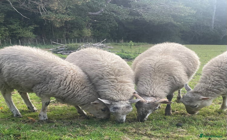 Sheep livestock - Advert 1