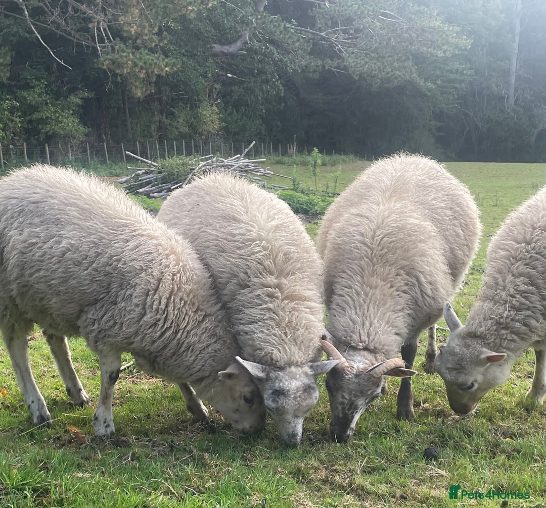 Sheep livestock for sale: CROSSBRED LAMBS  - Image 1