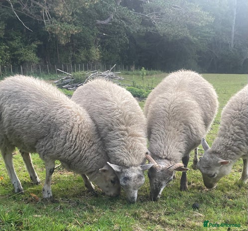 Sheep livestock - Advert 1