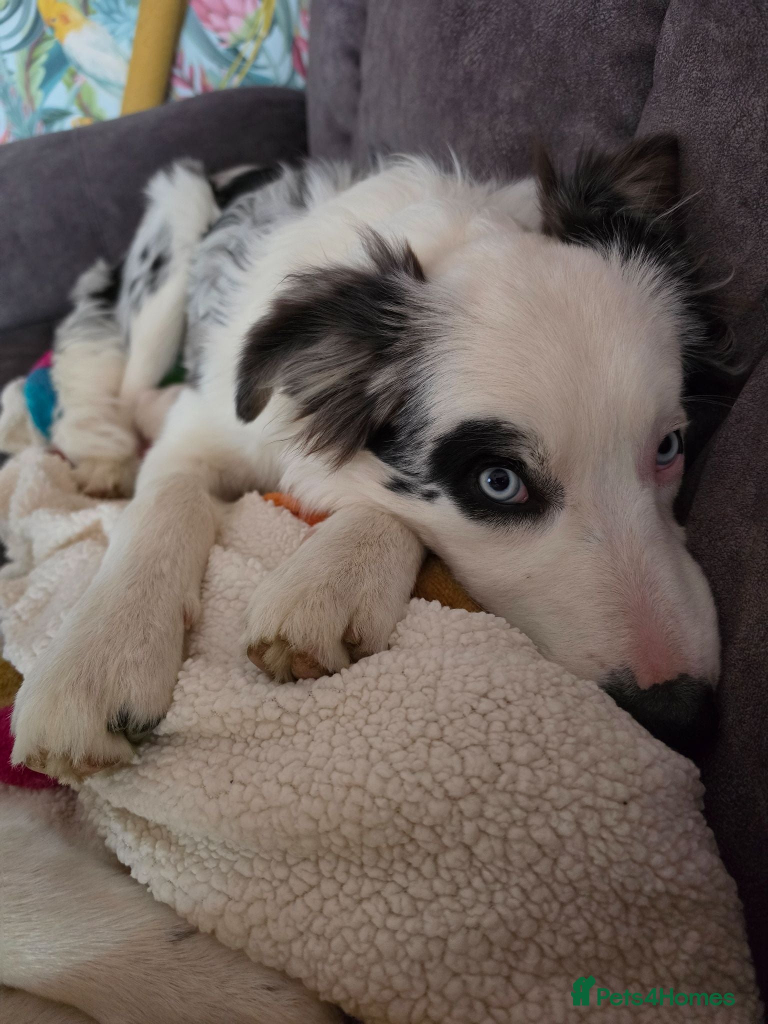 Border Collie dogs Border Collie- Blue Merle. - Advert 2