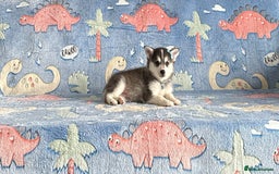 Pomsky dogs for sale: perfect husky markings micro Pomsky puppies  - Image 8