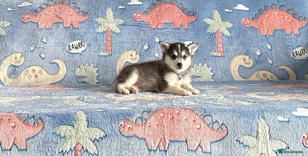 Pomsky dogs for sale: perfect husky markings micro Pomsky puppies  - Image 8