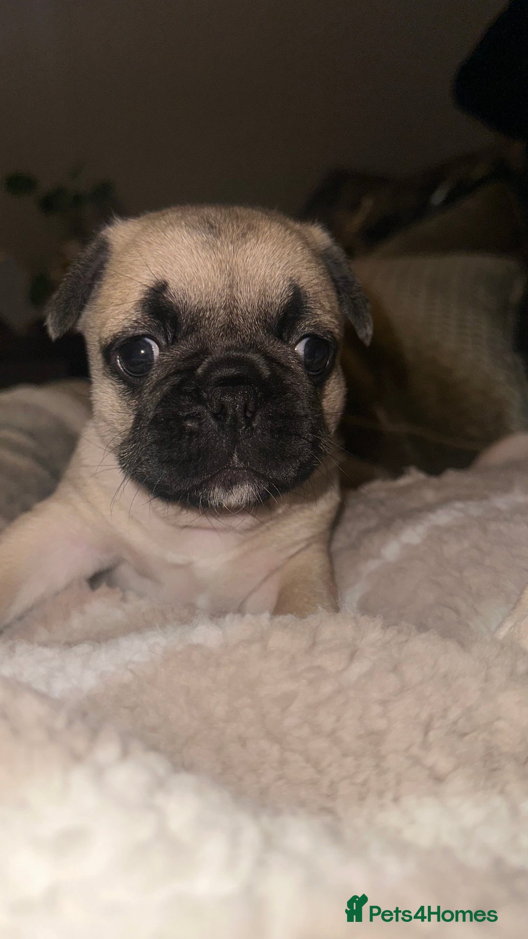 Frug dogs for sale: Female Frugs looking for forever home - Advert 7