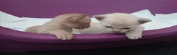 Burmese cats for sale: Lilac and Chocolate Burmese Kittens.  GCCF Reg.  - Advert 6
