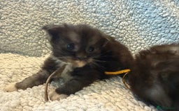 Maine Coon cats for sale: TICA registered russian poly and non poly kittens - Image 3