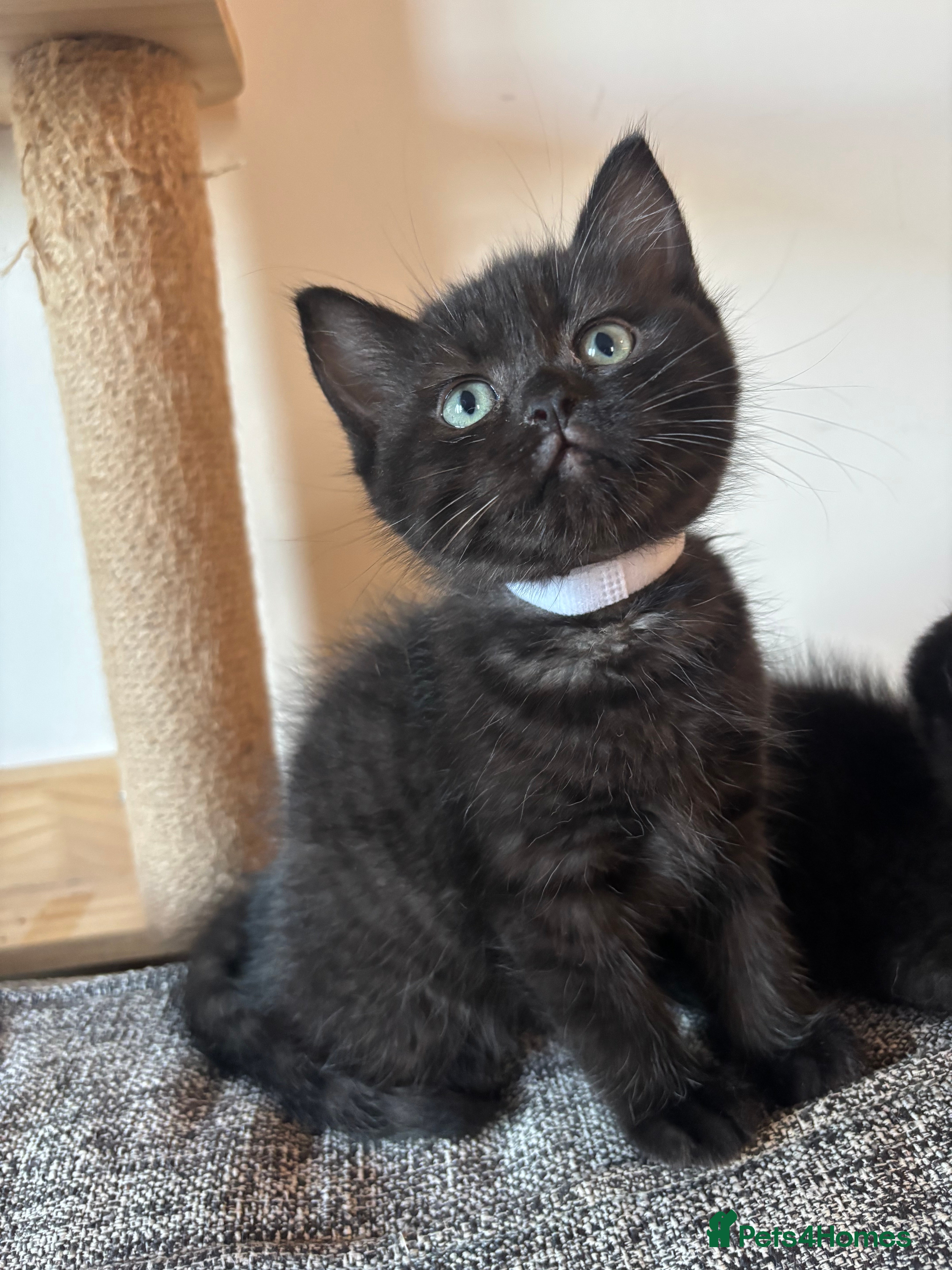 Ragdoll cats Only 1 left -Beautiful Ragdoll/ British Shorthairs - Advert 3