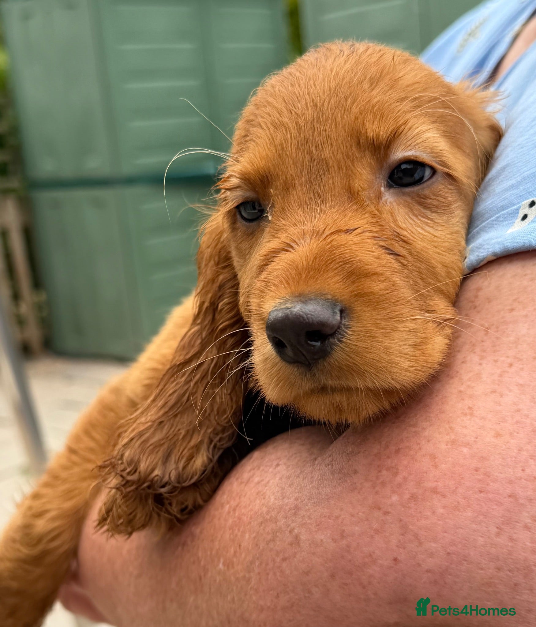 Cocker Spaniel dogs Gorgeous Golden Cockers - Advert 16