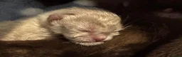 Burmese cats for sale: Well socialised GCCF-reg'd pedigree Burmese kits - Advert 3