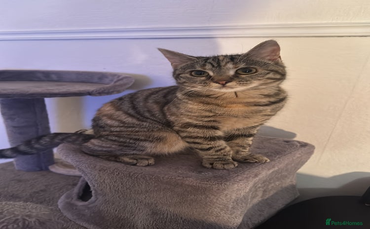 Mixed Breed cats - Advert 15