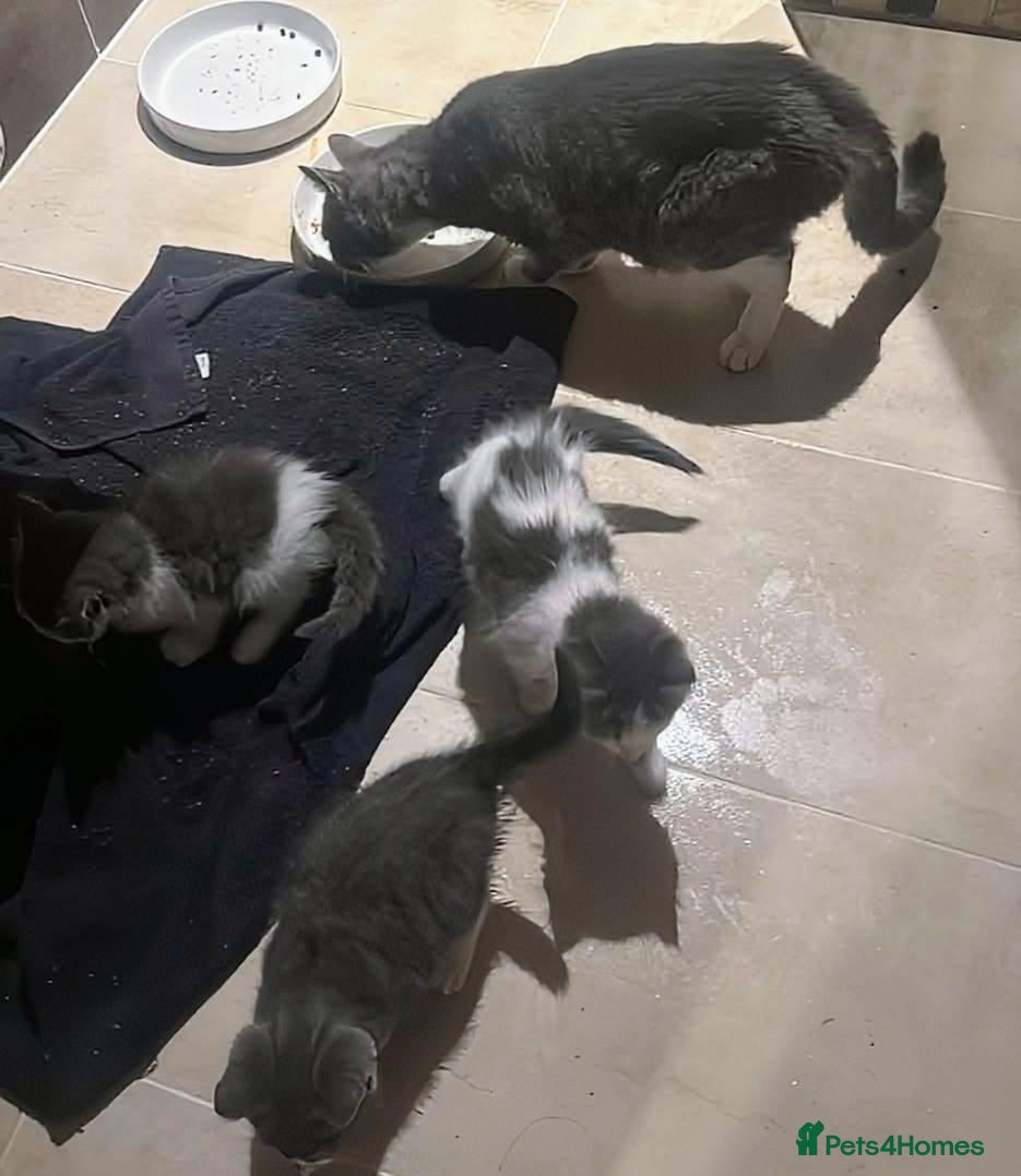 Mixed Breed cats Magical litter of 3 gorgeous and loving kittens - Advert 2