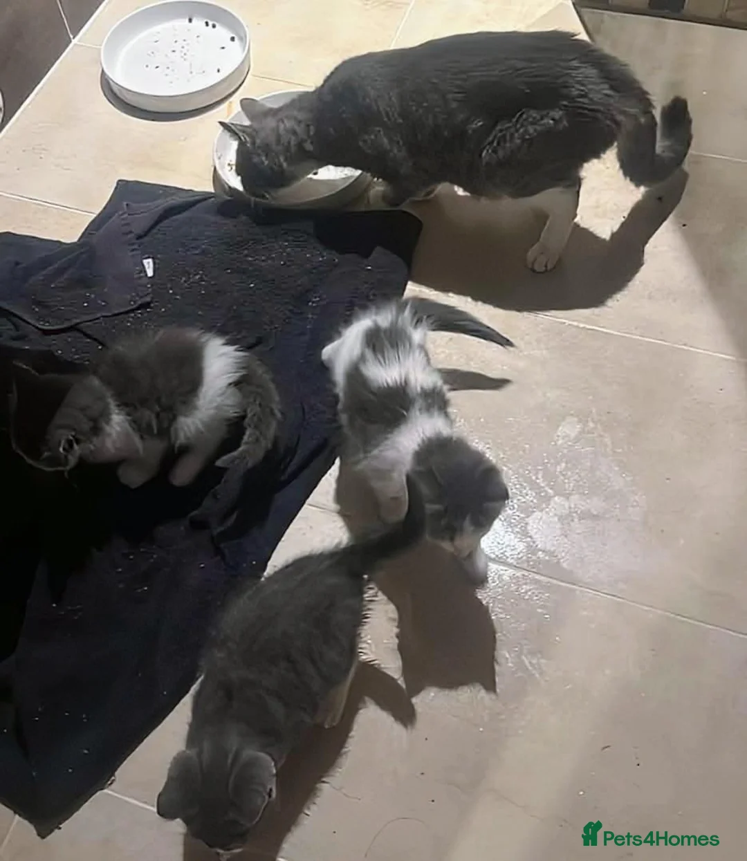 Mixed Breed cats for sale: Magical litter of 3 gorgeous and loving kittens - Advert 2